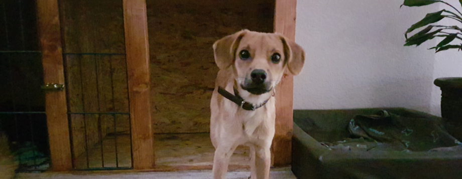 DOGGYmobil Gassiservice, Beratung/ Coaching, Training